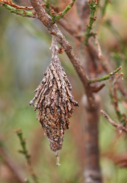 Be on the lookout for bagworms